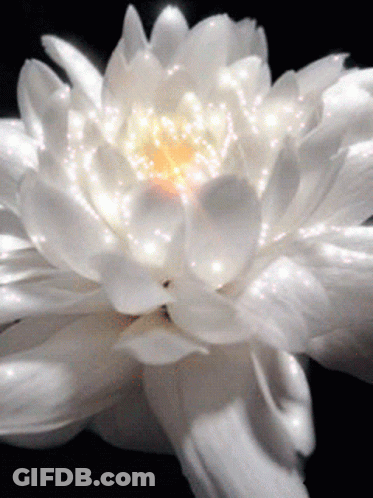 White Flower With Yellow Center GIF