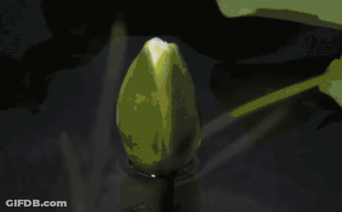 White Flower With Yellow Center GIF