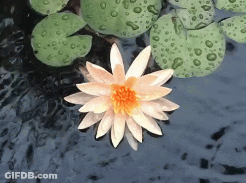 White Flower Yellow Center Floating On Water GIF