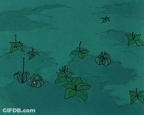 White Flowers Growing In Field GIF