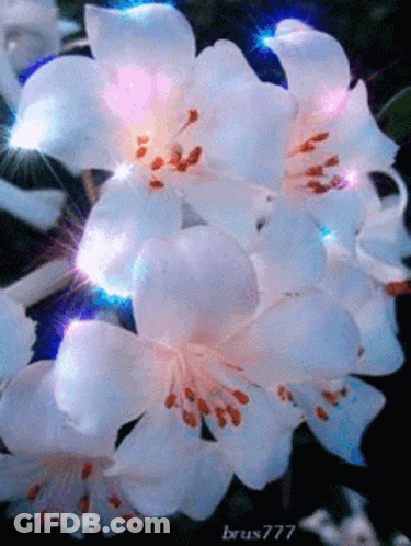 White Flowers With Brus777 GIF