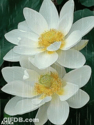 White Flowers With Yellow Center And Acbka GIF