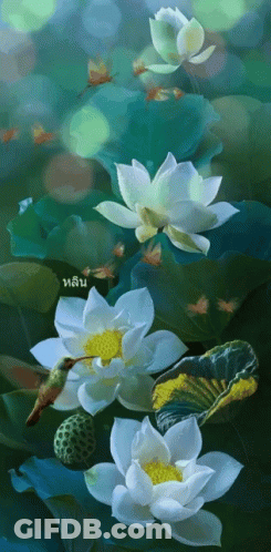 White Flowers With Yellow Center And Hummingbird GIF