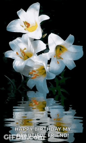 White Flowers With Yellow Centers Are Reflected In A Body Of Water . GIF