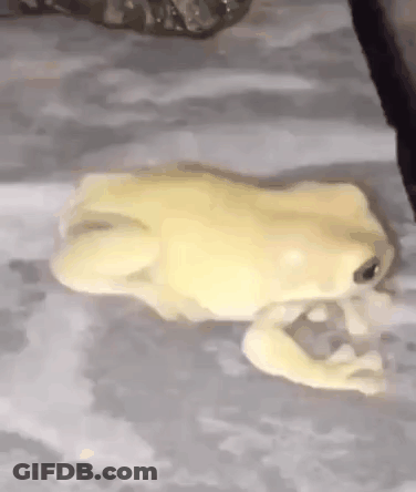 White Frog Sitting On Table GIF