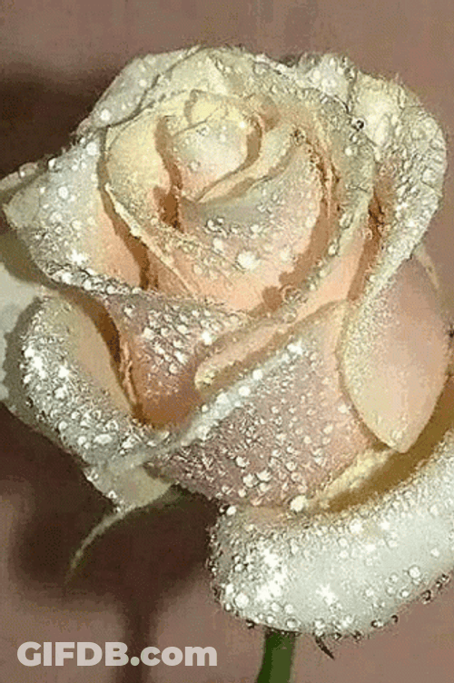 White Glittery Roses GIF