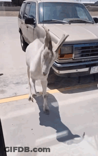 White Goat In Front Of Silver Ford SUV GIF