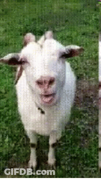 White Goat In Grass Looking At Camera GIF