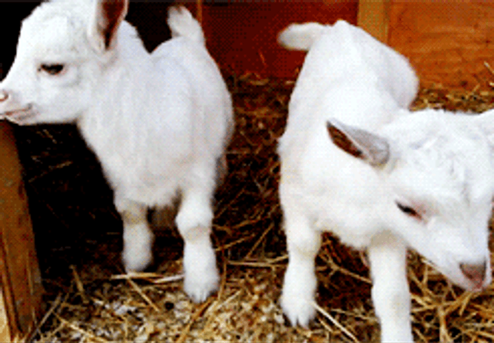 White Goat Kid GIF