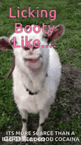 White Goat Licking Its Booty GIF