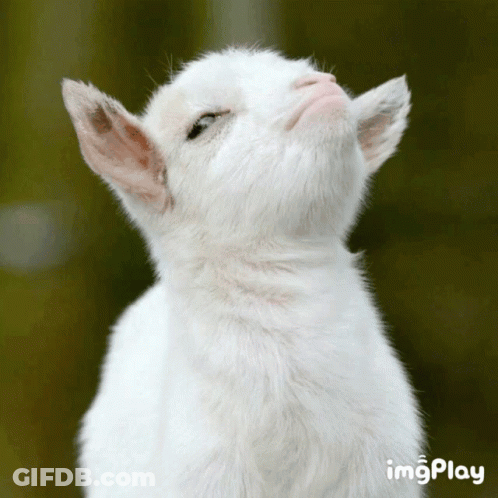 White Goat Looking Up On Green Background With Imgplay GIF