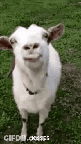 White Goat Making Face GIF