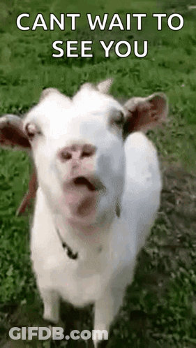 White Goat Making Funny Face In Grassy Field GIF