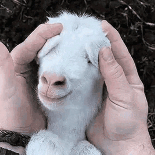 White Goat Meme Peekaboo GIF