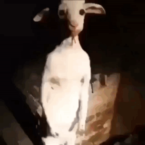 White Goat Meme Standing Up GIF