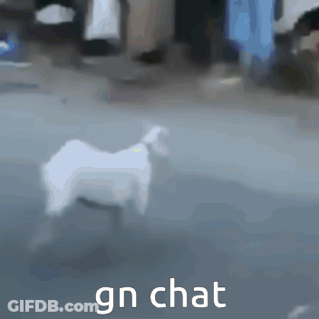 White Goat Saying Gn Chat GIF