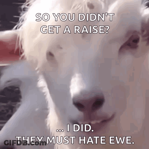 White Goat Saying So You Didn't Get A Raise Ewe GIF