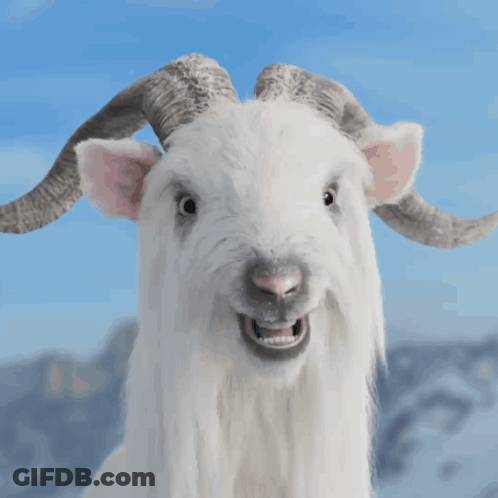 White Goat Screaming With Mouth Open GIF