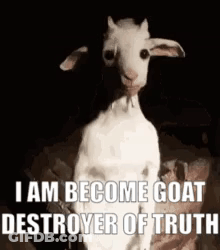 White Goat Sitting On Rock With Quote GIF