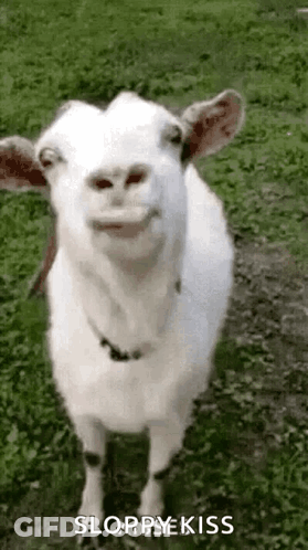 White Goat Smiling Open Mouth In Grass GIF