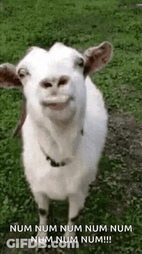 White Goat Smiling With Open Mouth In Grass GIF