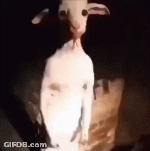 White Goat Standing In Dark Room GIF