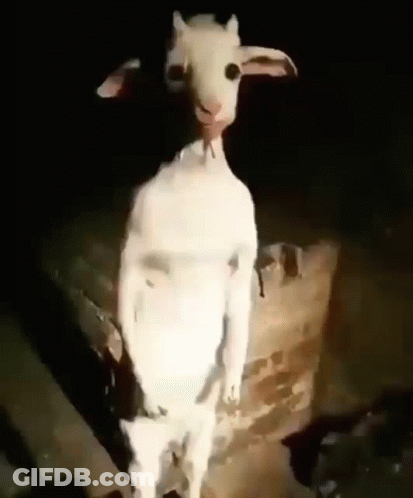 White Goat Standing In Dark With Arms Outstretched GIF