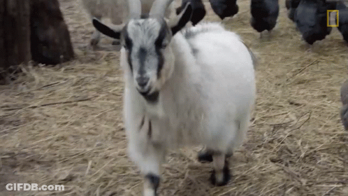 White Goat Standing In Field With Chickens GIF