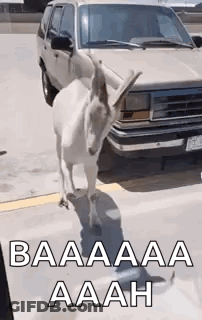 White Goat Standing In Front Of Car GIF