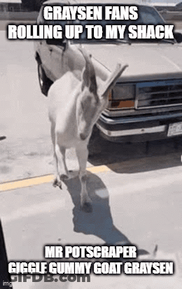 White Goat Standing In Front Of Car GIF