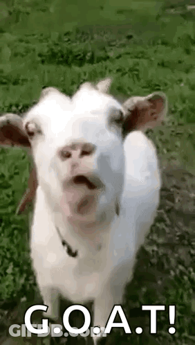 White Goat Standing In Grassy Field With Tongue Out GIF