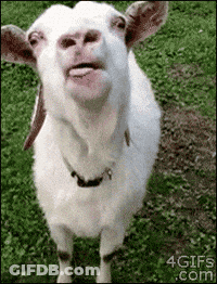 White Goat Sticking Tongue Out In Grass GIF