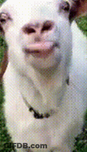 White Goat With Collar GIF