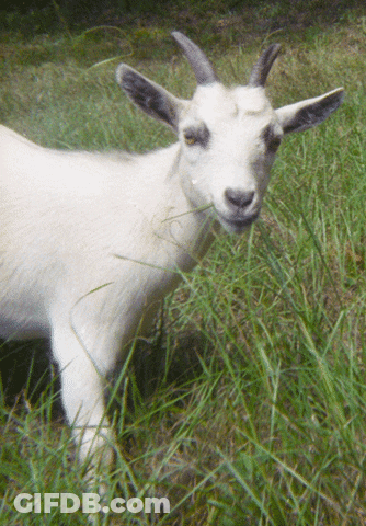White Goat With Horns In Grass GIF