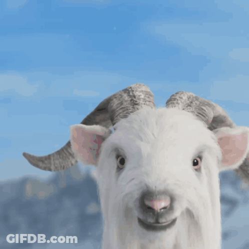 White Goat With Horns In Snow Mouth Open GIF