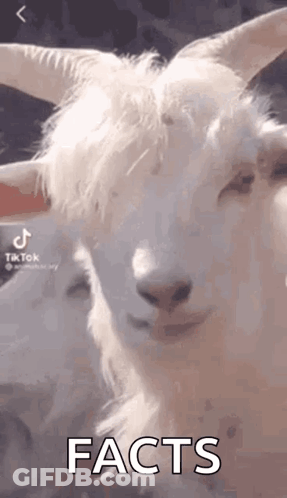 White Goat With Horns Looking At Camera Facts GIF