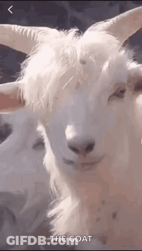 White Goat With Horns Looking At Camera Saying The Goat GIF