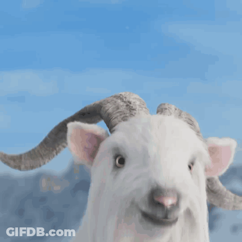 White Goat With Horns Looks At Camera GIF