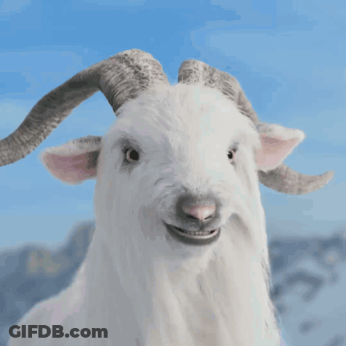 White Goat With Horns Making Funny Face GIF