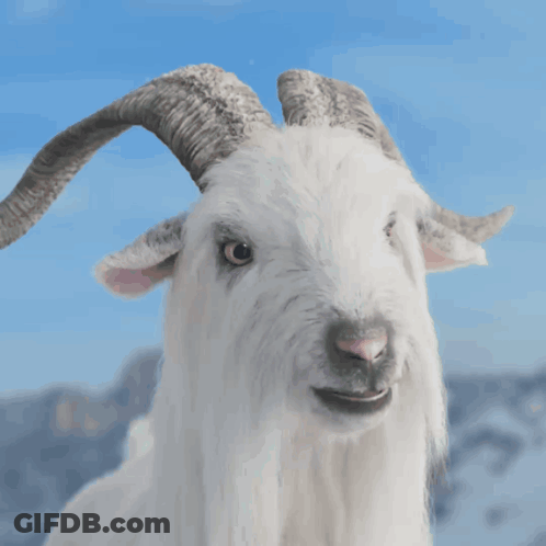 White Goat With Horns Making Funny Face GIF