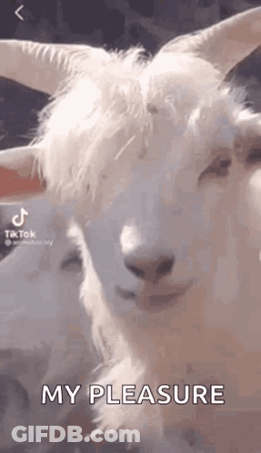 White Goat With Horns Says My Pleasure Next To Another Goat GIF