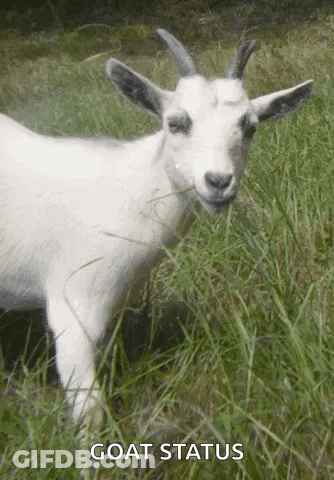 White Goat With Horns Standing In Grassy Field GIF