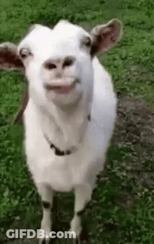 White Goat With Open Mouth Looking At Camera GIF