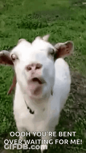 White Goat With Open Mouth Making Funny Face GIF