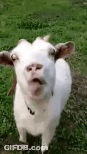 White Goat With Tongue Out GIF