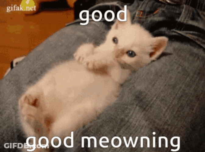 White Good Morning Cat GIF
