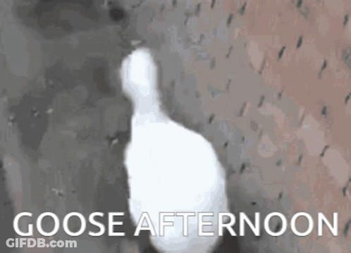 White Goose Walking In Rain Saying Goose Afternoon GIF
