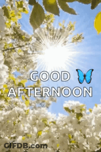 White Goose Walking In Rain Saying Goose Afternoon GIF