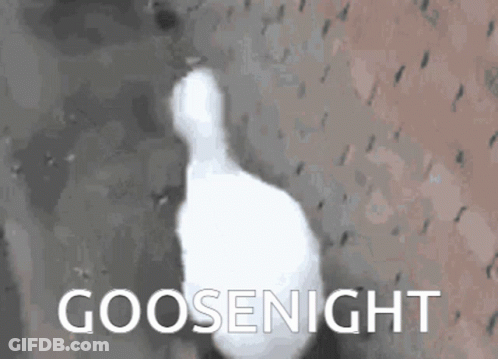 White Goose With Goosenight GIF