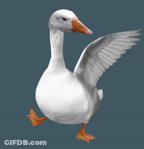 White Goose With Orange Beak Wings Outstretched GIF